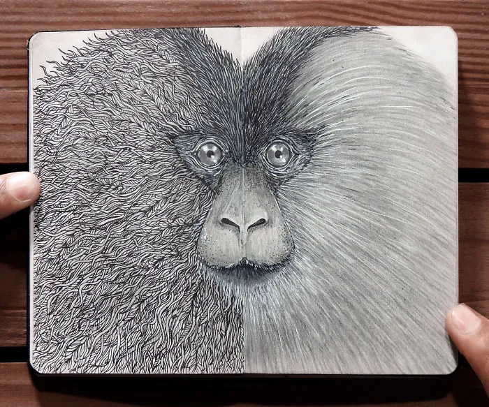 Lion-Tailed Macaque