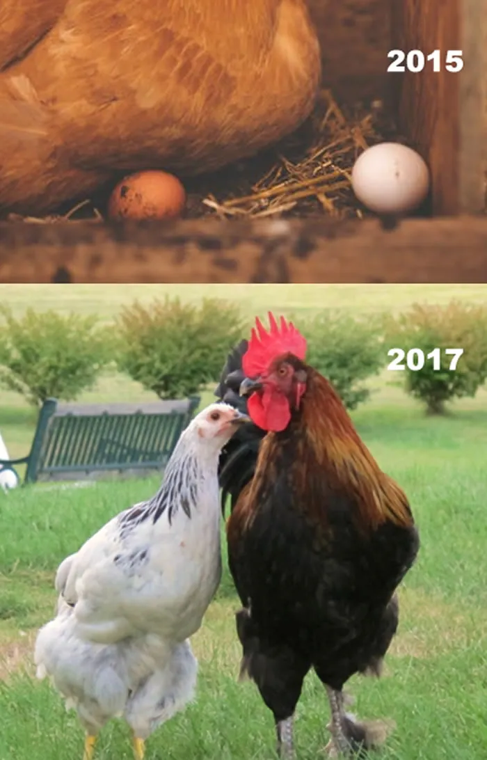 From Nest To Coup (A Love Story) - (Bpstaff Think Animals Can't Fall In Love)