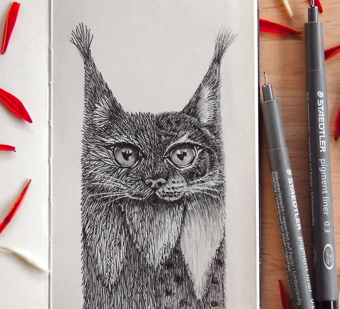 Iberian Lynx