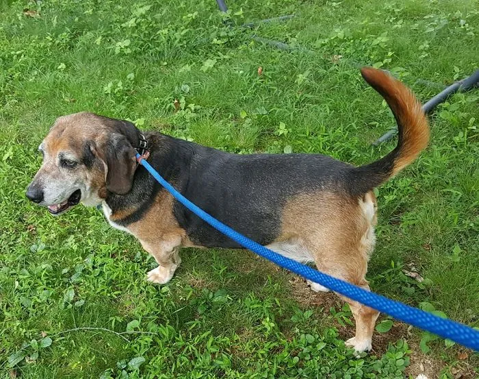 Beagle mix dog on blue leash standing on green grass, illustrating creative pet names people now use instead of original ones.