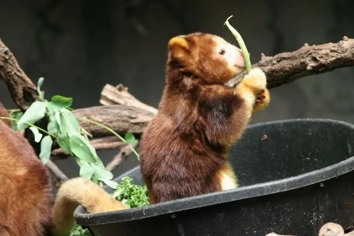 Turns Out Tree-Kangaroos Exist, And It's Impossible To Scroll Down This List Without Smiling