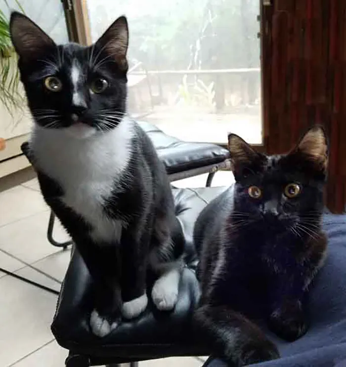 Two black and white cats sitting on a chair, showcasing pets with names owners now call instead of the original.