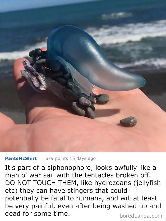 Found This On A Beach In New Zealand- There Were Thousands Of Them At The High Water Mark. What Is It?