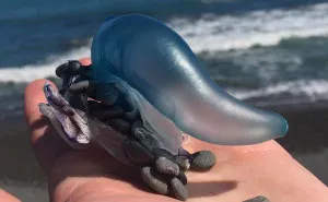57 Times People Had No Idea What They Were Looking At, But The Internet Knew What It Was Right Away