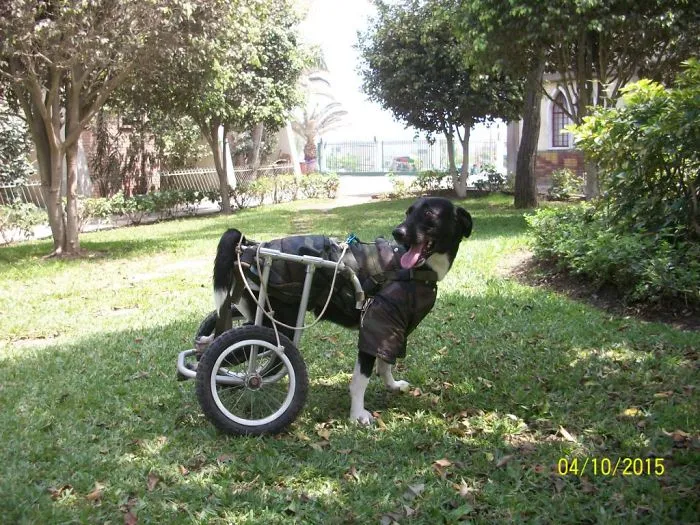 Popeye Un Perrito  Atropellado Y  Abandonado Por Su Dueño, Ahora Recibe El Apoyo De Sus Amigos Para Que No Le Falten Los Pañales, Ya Que Usa 4 Pañales Al Día, Todos Los Días De Su Vida, Los Que Son  Donados Por Sus Amigas. Vive En Huaycán, Lima -Perú. Está En Adopción Por Una Familia Que  Le Brinde Espacio Para Correr.