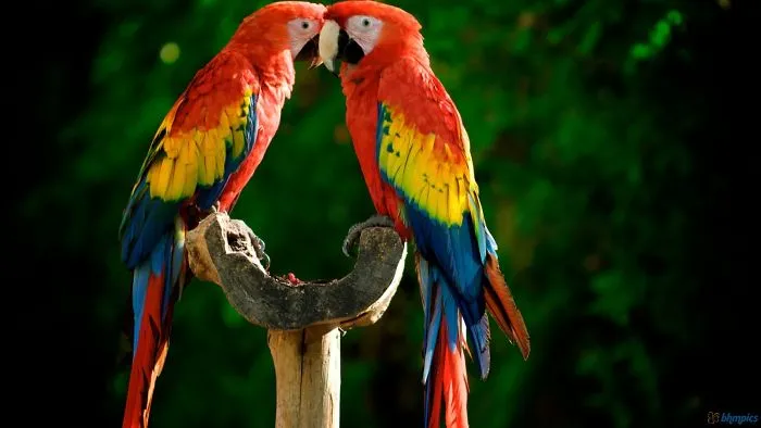 Macaw Parrots