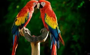 Macaw Parrots