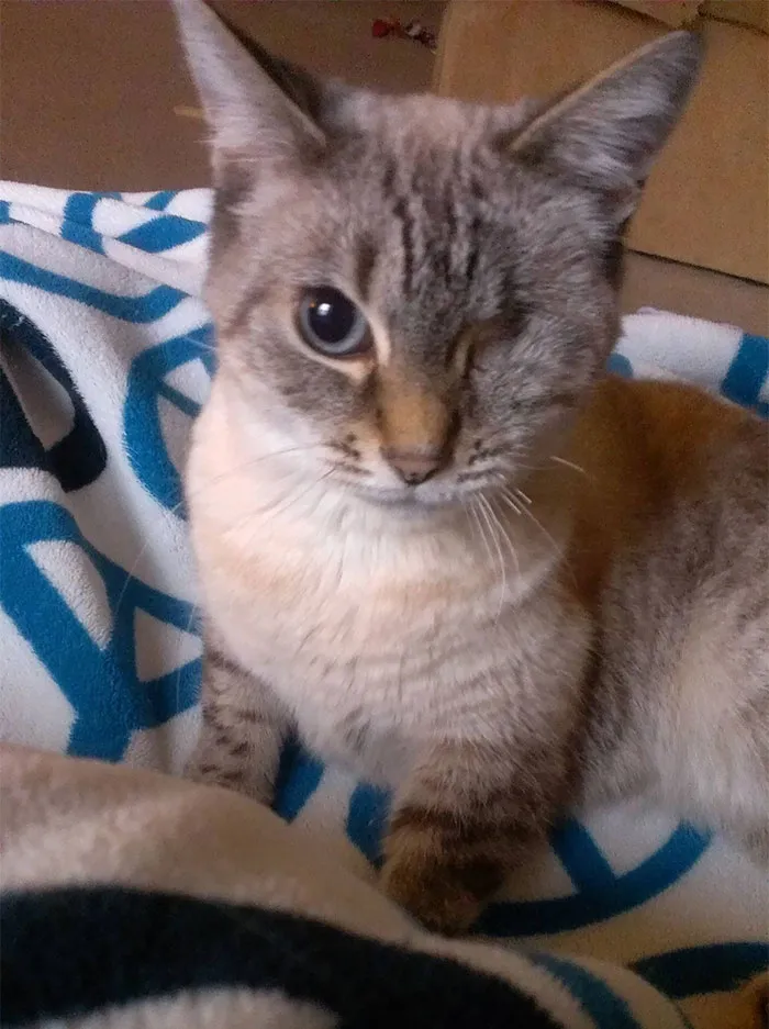 Beatrix Kiddo, My Left For Dead Kitty With An Incredible Recovery! When She Was Found, It Was Clear That She Had Severe Trauma To Her Eye. She Also Had A Fractured Pelvis, A Cracked Sternum, And Muscular Damage To Her Front Right Arm