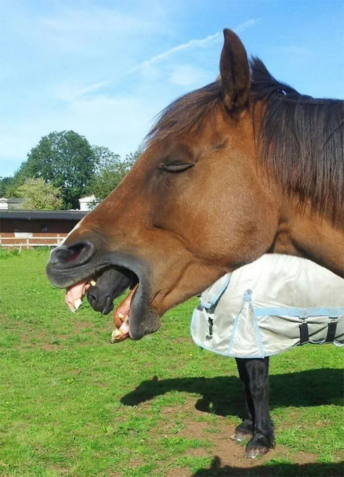 Caballo alien