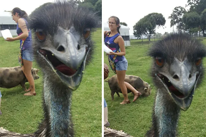 Went To A Petting Zoo. Friend Got Stepped On By A Pig. I Couldn't Have Planned These Pictures If I'd Tried!
