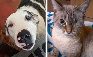 Post Your “Not So Perfect” Pets That Are Perfect To You