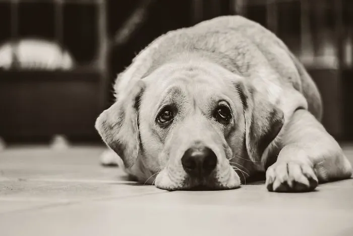 Learned Helplessness Experiment