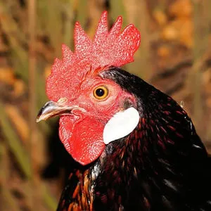 Ozerk Soydan