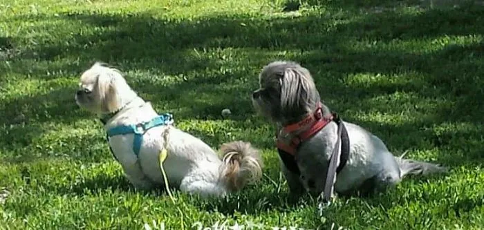 Two small dogs sitting on grass, showing pets with new names owners now call instead of original ones.