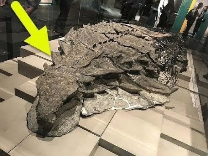 Canadian Museum Unveils Perfectly Preserved 2,500lb Dinosaur Mummy Of Ancient 18 Foot Long Nodosaur
