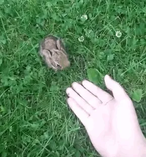 Este conejito me ha aceptado