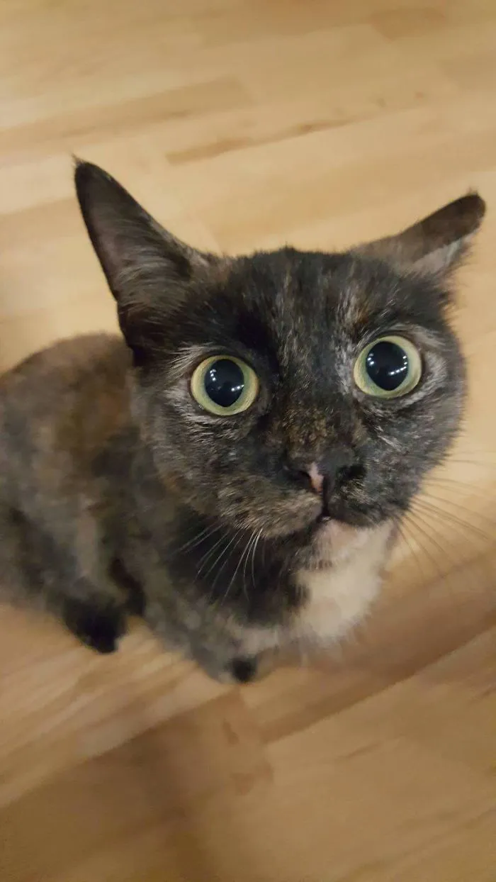 Internet Deserves This Cat Picture