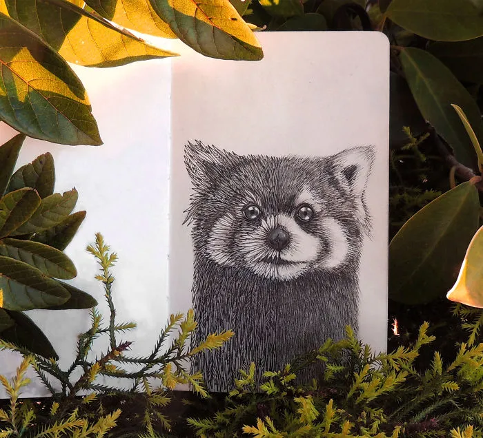 Red Pandas
