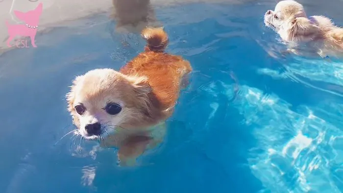 Cute Dogs Swimming And Playing In The Yard