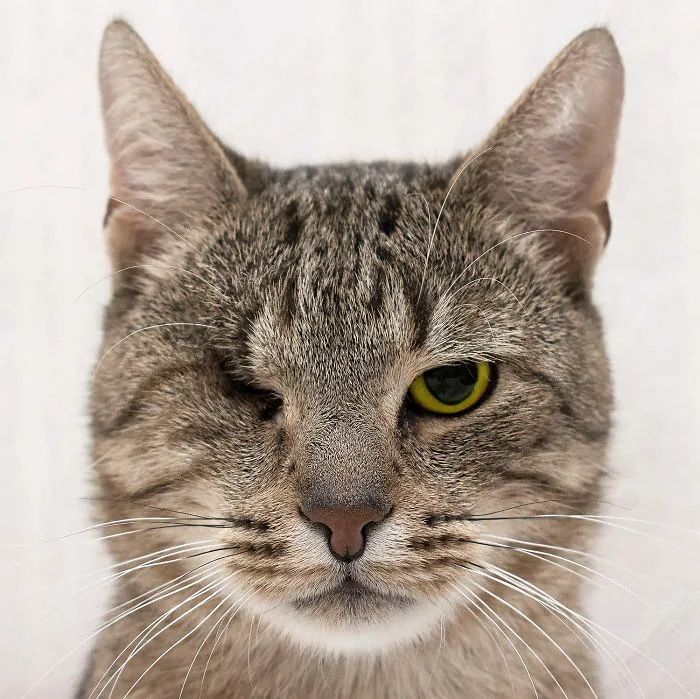 Yoko, One Eyed Cat From Poland :)