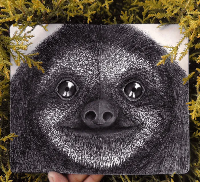 Pygmy Three-Toed Sloth