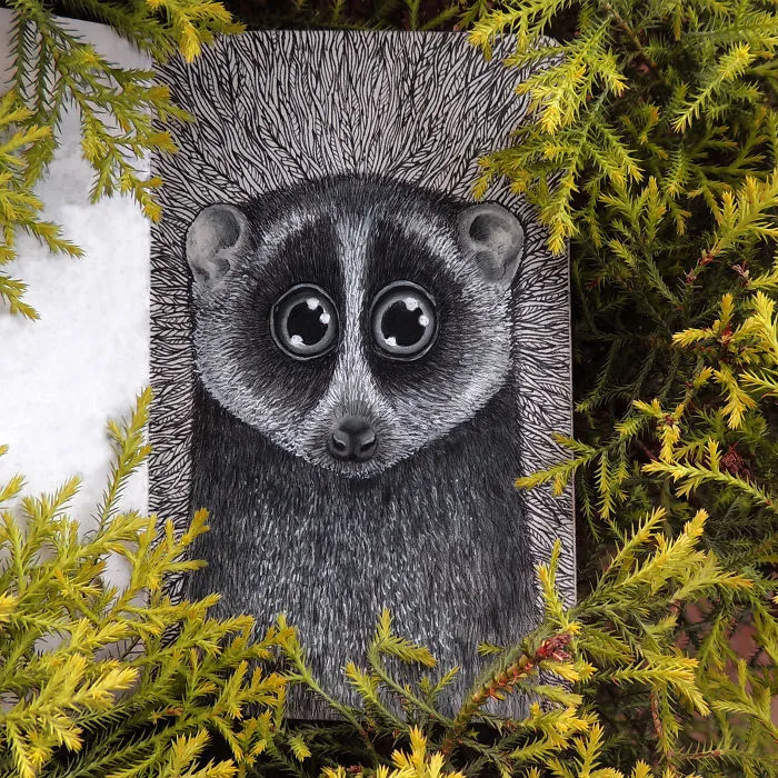Slender Loris