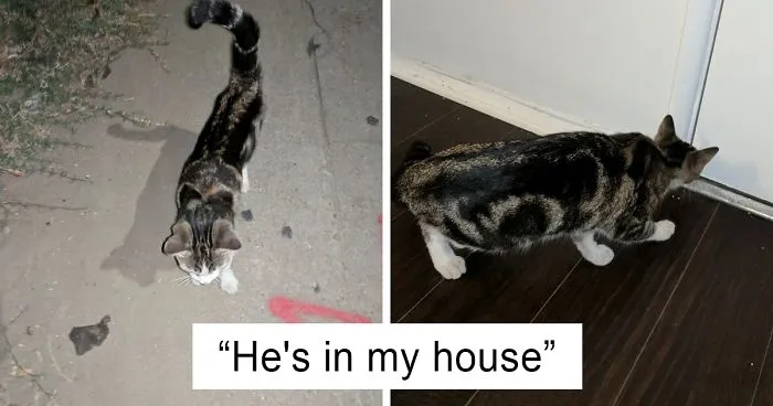 Guy Befriends A Stray Cat, It Follows Him Home And Things Escalate Quickly