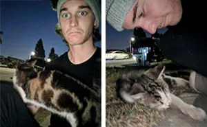 Guy Befriends A Stray Cat, It Follows Him Home And Things Escalate Quickly