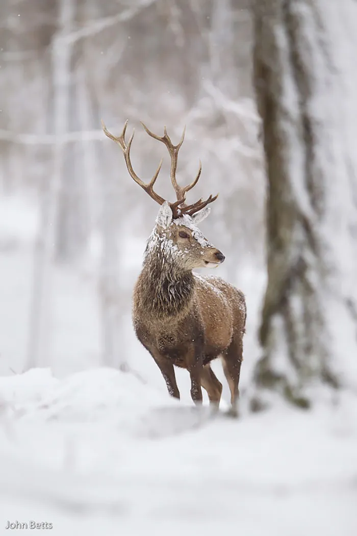 The Magnificent Deer Of Scotland In Winter By John Betts