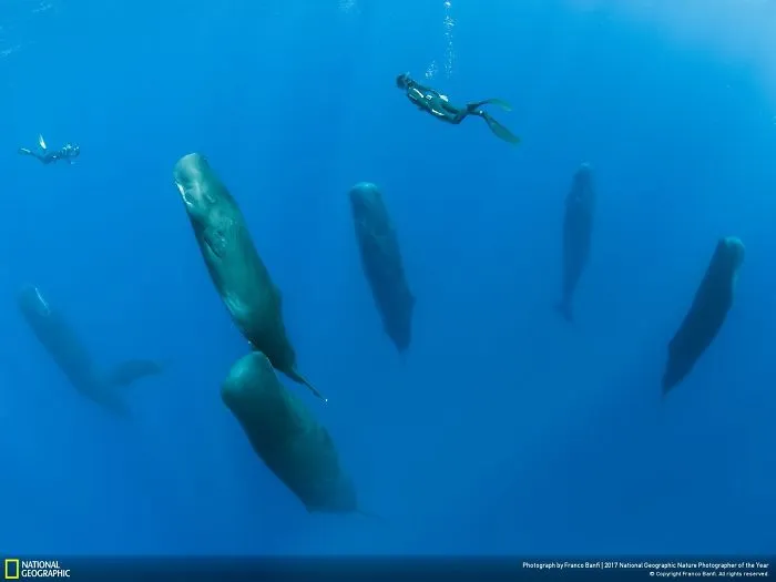 Swimming Over The Sleepers, Franco Banfi