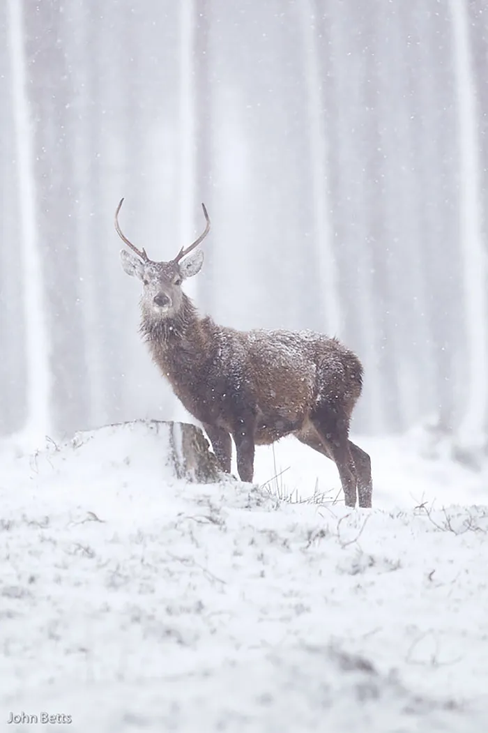 The Magnificent Deer Of Scotland In Winter By John Betts