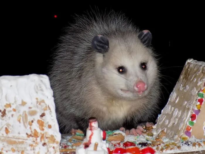 Sat Some Gingerbread Houses On The Porch So I Would Remember To Throw Them Away... Looks Like I've Found Next Years Christmas Card Photo