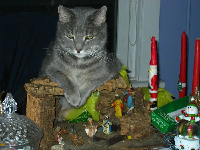 A Purrfect Place To Rest