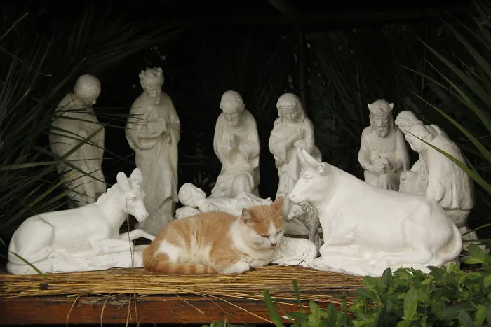 A Cat In The Nativity Scene