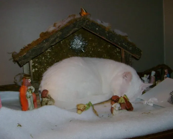 "Baby In A Manger" (By The Way, Her Name Is Actually Baby)