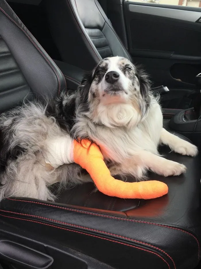 Tras recoger al perro de su operación, aún está algo puesto