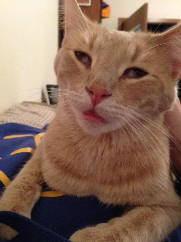 My Cat Was Sick And Got Meds. Now My Cat Is High As A Kite