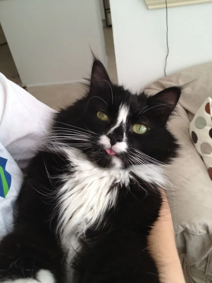 Brought Him Home From Minor Surgery Yesterday (Cat Bite). Needless To Say, He Hadn't Recovered Yet