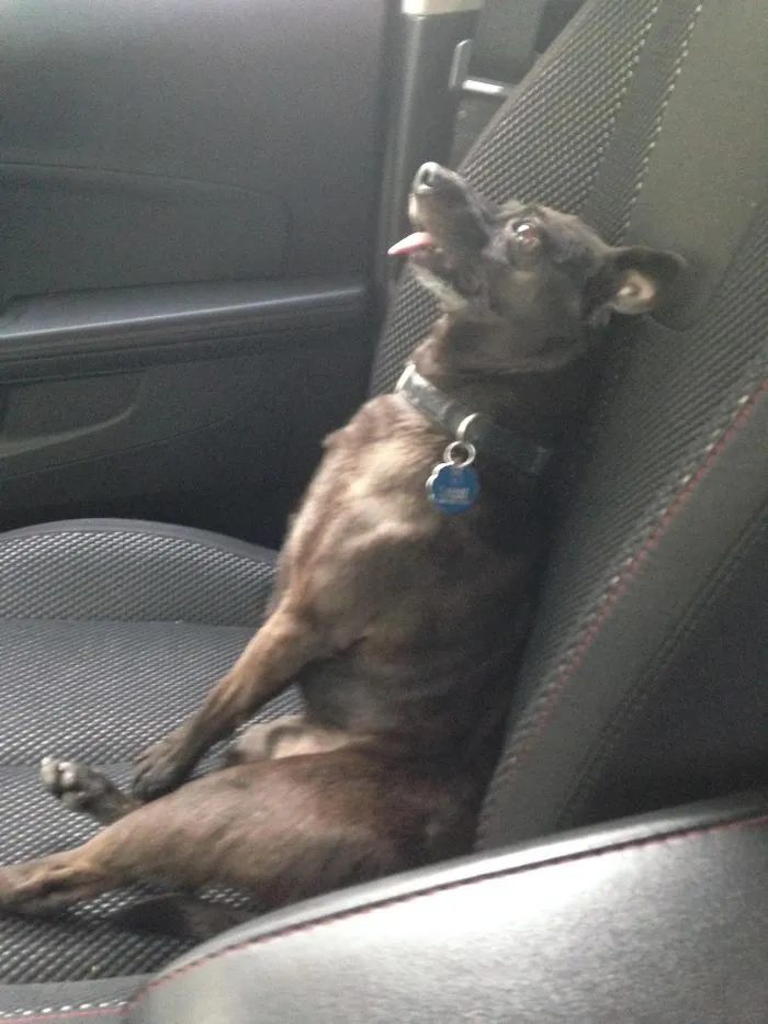 My Dog Was High As Balls After The Vet