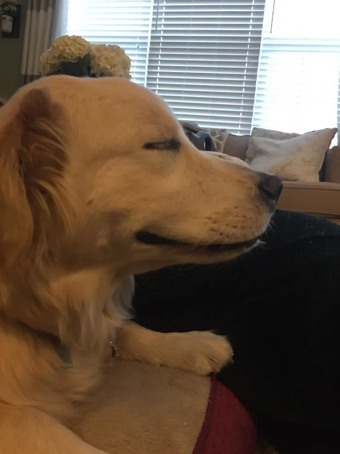 My Dog After Anesthesia