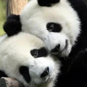 ThePanda