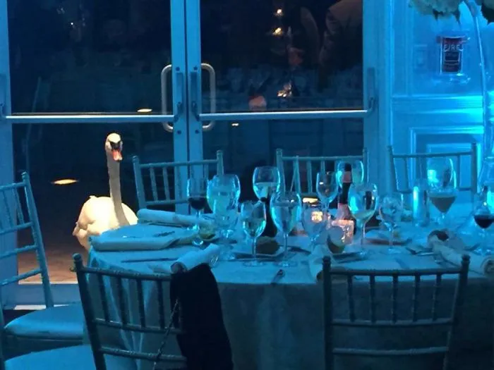 Este cisne no paraba de mirar lo que ocurría dentro de esta boda