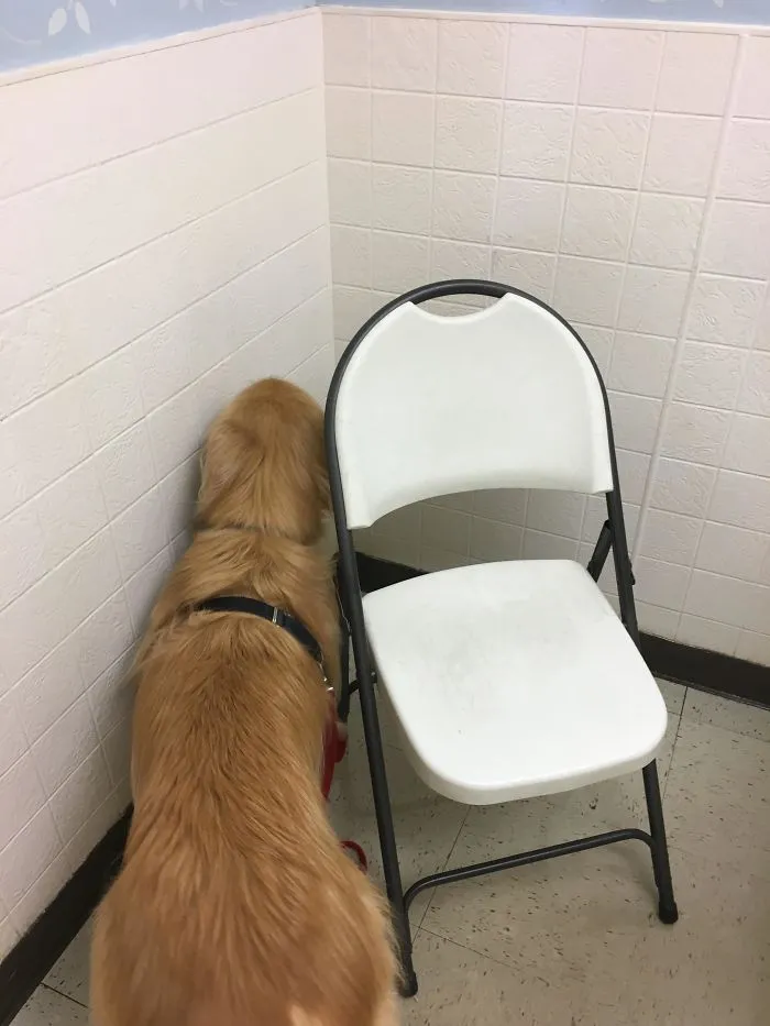 Aquí nunca me encontrará el veterinario