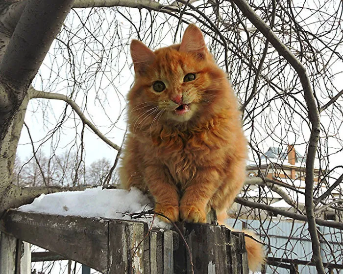 Siberian Farm Cats Have Absolutely Taken Over This Farmer's Land, And They're Absolutely Majestic