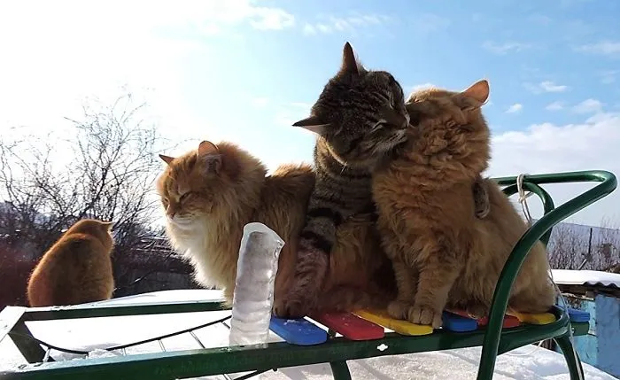 Siberian Farm Cats Have Absolutely Taken Over This Farmer's Land, And They're Absolutely Majestic