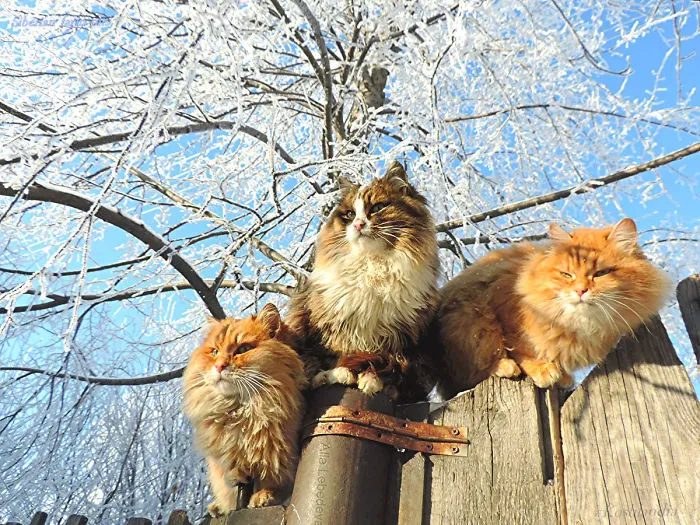 Esta granjera rusa hace increíbles fotos de sus muchos gatos siberianos, y son absolutamente majestuosos