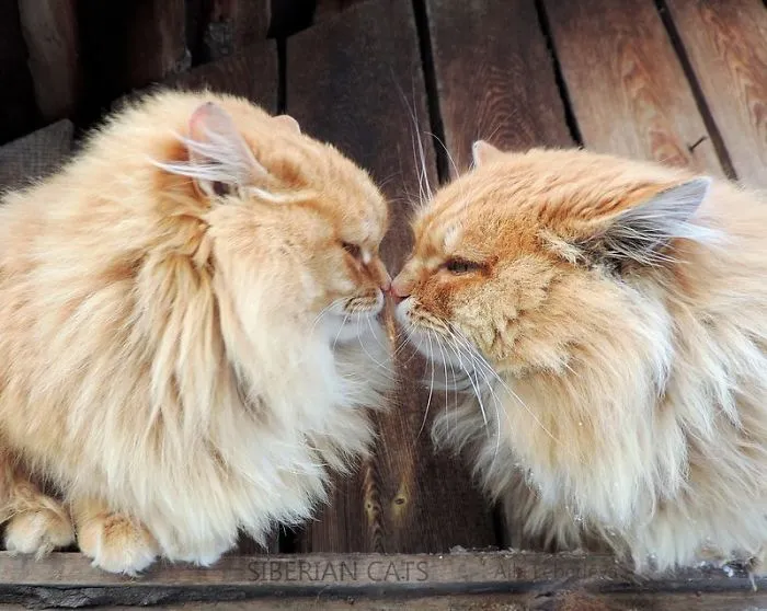 Siberian Farm Cats Have Absolutely Taken Over This Farmer's Land, And They're Absolutely Majestic
