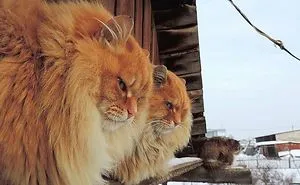 Siberian Farm Cats Have Absolutely Taken Over This Farmer's Land, And They're Absolutely Majestic