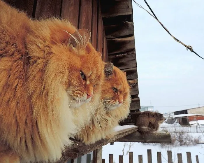 Siberian Farm Cats Have Absolutely Taken Over This Farmer's Land, And They're Absolutely Majestic