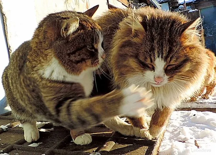 Siberian Farm Cats Have Absolutely Taken Over This Farmer's Land, And They're Absolutely Majestic